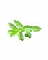 Thai-Basil-B-V092-827x1024